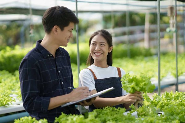Comment créer un potager vertical en intérieur avec des systèmes de culture hydroponique ?