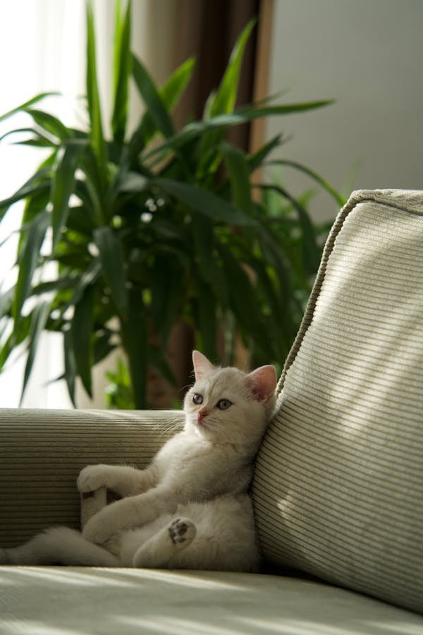 Choisissez la meilleure assurance pour votre chat sur www.communicachat.com